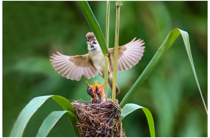 PHOTO BY ChoiJunqSeop  | Canon EOS-1D X Mark II  | 2024:08:14 07:25:25  | ISO-800 | 1/5000 sec | f 6.3 | 300 mm | EV=0 | ● WIDTH:1800 pixels  HEIGHT:1200 pixels