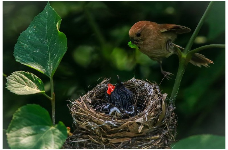 PHOTO BY ChoiJunqSeop  | Canon EOS-1D X Mark II  | 2024:08:30 12:26:43  | ISO-800 | 1/1600 sec | f 6.3 | 270 mm | EV=0 | ● WIDTH:1800 pixels  HEIGHT:1200 pixels