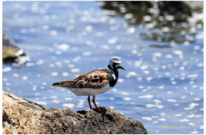 PHOTO BY  | Canon EOS R3  | 2024:08:10 12:06:50  | ISO-400 | 1/2000 sec | f 5.6 | 840 mm | EV=0 | ● WIDTH:2538 pixels  HEIGHT:1691 pixels
