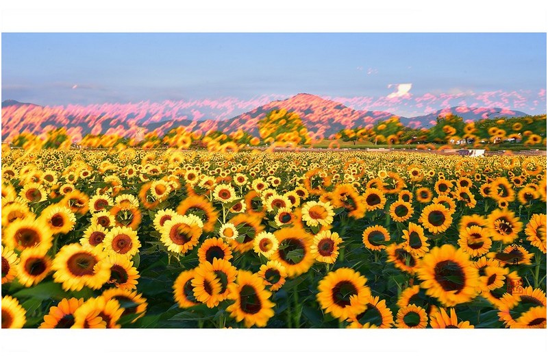 PHOTO BY  | NIKON D5  | 2024:08:13 06:36:13  | ISO-100 | 25/1000 sec | f 11 | 70 mm | EV=0 | ● WIDTH:1600 pixels  HEIGHT:1007 pixels