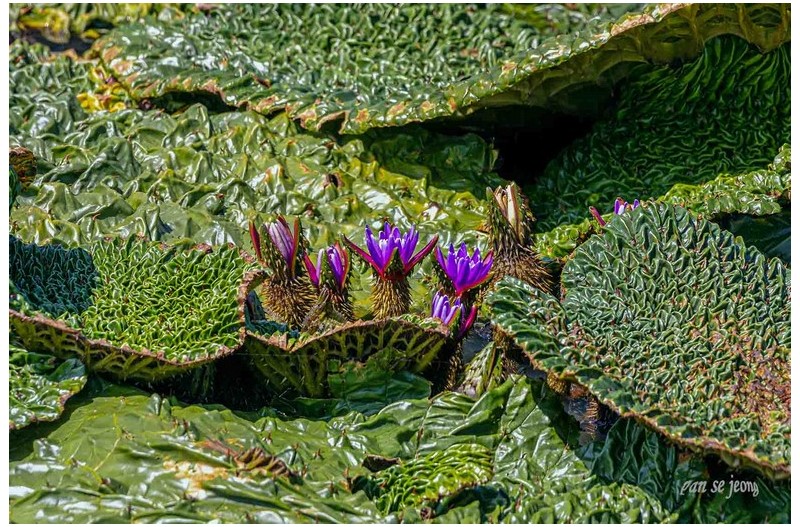 PHOTO BY jps  | Canon EOS R6  | 2024:09:04 10:57:58  | ISO-200 | 1/160 sec | f 13 | 600 mm | EV=-0.3 | ● WIDTH:1700 pixels  HEIGHT:1133 pixels