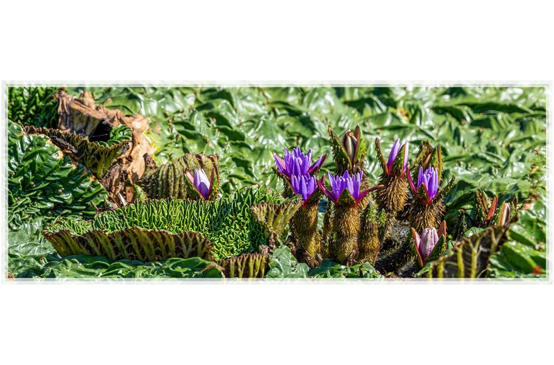 PHOTO BY  | NIKON Z 9  | 2024:09:04 10:28:57  | ISO-640 | 1/640 sec | f 13 | 600 mm | EV=1 | ● WIDTH:1800 pixels  HEIGHT:667 pixels