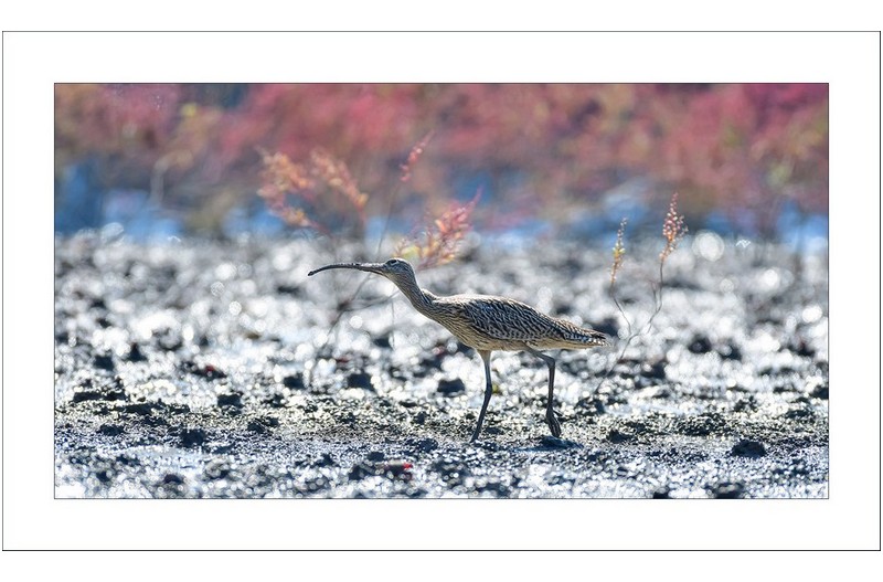  | PHOTO BY :   |