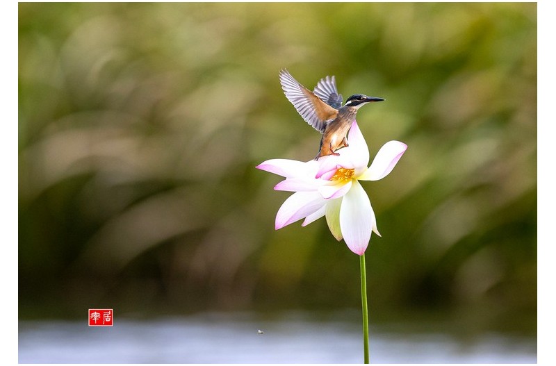 PHOTO BY changickheun  | Canon EOS-1D X Mark III  | 2024:09:06 13:53:22  | ISO-1600 | 1/4000 sec | f 4.5 | 600 mm | EV=0 | ● WIDTH:1800 pixels  HEIGHT:1255 pixels
