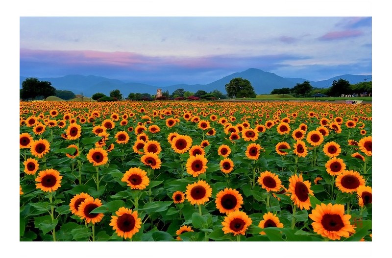 PHOTO BY Hamwuel Baek                          | NIKON D5  | 2024:08:13 05:54:46  | ISO-100 | 1/10 sec | f 11 | 35 mm | EV=-0.7 | ● WIDTH:1600 pixels  HEIGHT:1159 pixels