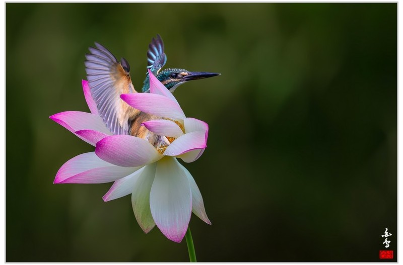 PHOTO BY  | NIKON Z 9  | 2024:09:06 14:48:54  | ISO-800 | 1/6400 sec | f 4.5 | 600 mm | EV=-0.7 | ● WIDTH:1700 pixels  HEIGHT:1133 pixels
