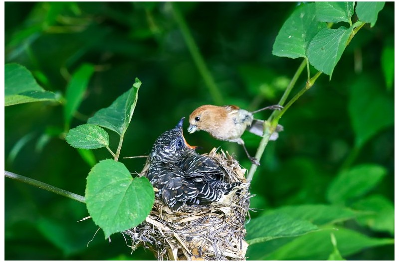 PHOTO BY HNalim  | Canon EOS 7D Mark II  | 2024:06:22 13:41:10  | ISO-160 | 1/500 sec | f 5.6 | 400 mm | EV=0 | ● WIDTH:1800 pixels  HEIGHT:1200 pixels
