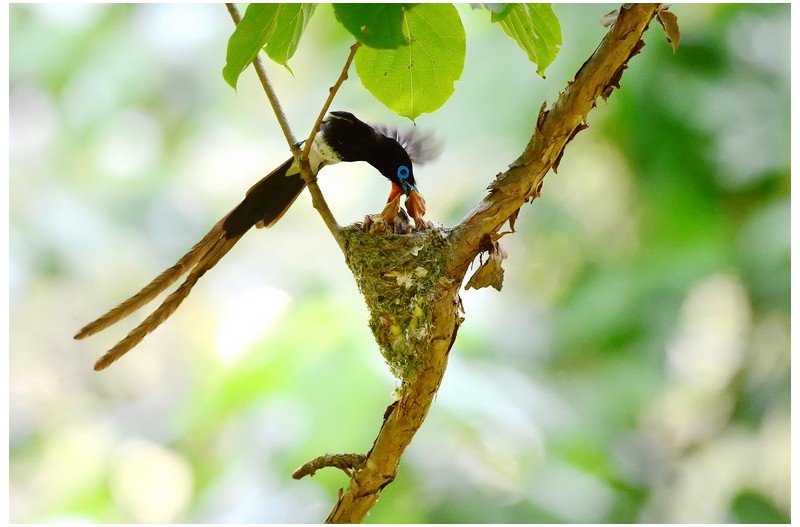 PHOTO BY HNalim  | Canon EOS 7D Mark II  | 2024:06:22 13:42:42  | ISO-160 | 1/500 sec | f 5.6 | 371 mm | EV=0 | ● WIDTH:1800 pixels  HEIGHT:1200 pixels