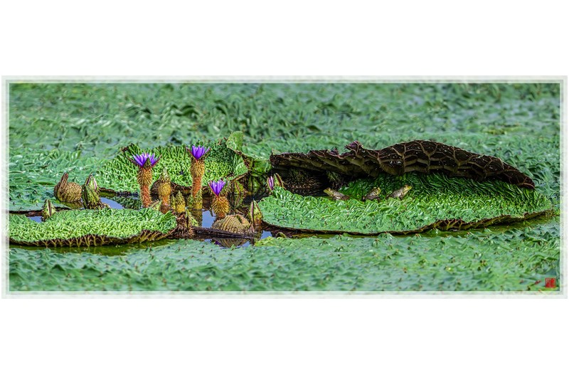 PHOTO BY  | NIKON Z 9  | 2024:09:11 08:30:27  | ISO-250 | 1/1250 sec | f 5.6 | 840 mm | EV=-0.3 | ● WIDTH:1800 pixels  HEIGHT:711 pixels