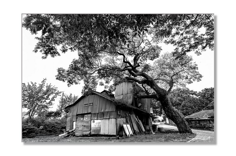 PHOTO BY YGS  | NIKON D850  | 2024:09:08 07:39:41  | ISO-100 | 1/80 sec | f 9 | 19 mm | EV=0 | ● WIDTH:1369 pixels  HEIGHT:958 pixels