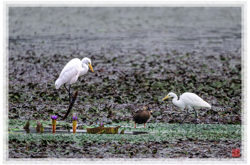 PHOTO BY  | NIKON Z 9  | 2024:09:11 07:32:50  | ISO-1000 | 1/1250 sec | f 5.6 | 840 mm | EV=-0.3 | ● WIDTH:1500 pixels  HEIGHT:999 pixels