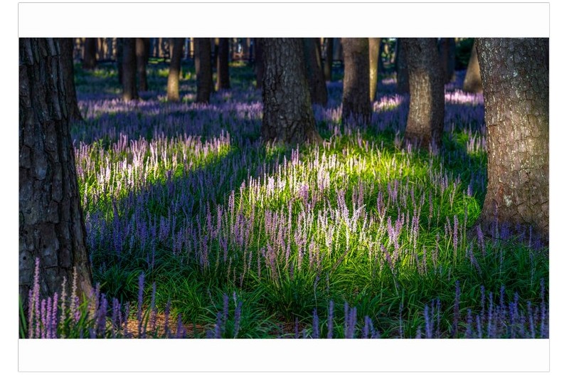 PHOTO BY  | ILCE-7RM4  | 2024:08:18 07:05:40  | ISO-100 | 1/40 sec | f 8 | 108 mm | EV=0 | ● WIDTH:1707 pixels  HEIGHT:1187 pixels