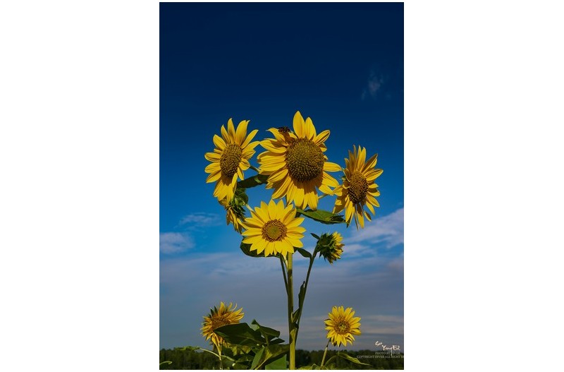 PHOTO BY  | NIKON Z f  | 2024:09:18 09:27:10  | ISO-100 | 1/250 sec | f 11 | 40 mm | EV=0 | ● WIDTH:1200 pixels  HEIGHT:1800 pixels