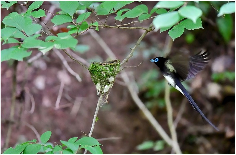 PHOTO BY Hamwuel Baek                          | NIKON D5  | 2024:06:24 10:47:42  | ISO-10000 | 125/100000 sec | f 4 | 600 mm | EV=0.3 | ● WIDTH:1500 pixels  HEIGHT:983 pixels