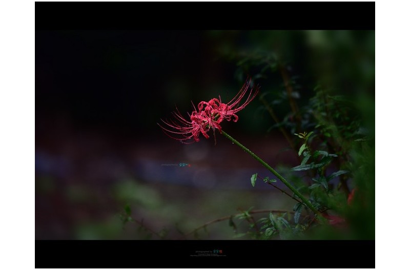 PHOTO BY Mhs  | NIKON D810  | 2024:09:20 15:13:53  | ISO-900 | 1/125 sec | f 5.6 | 400 mm | EV=-1.3 | ● WIDTH:1800 pixels  HEIGHT:1412 pixels