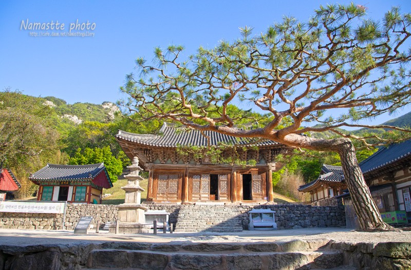 신록 예찬