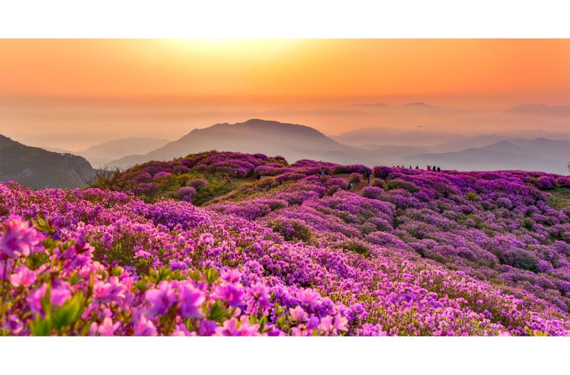 황매산의 봄