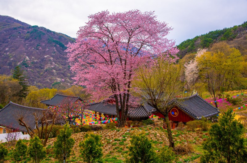 산사의 봄