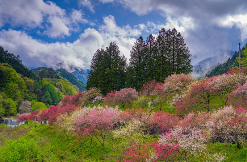 화려한 봄날