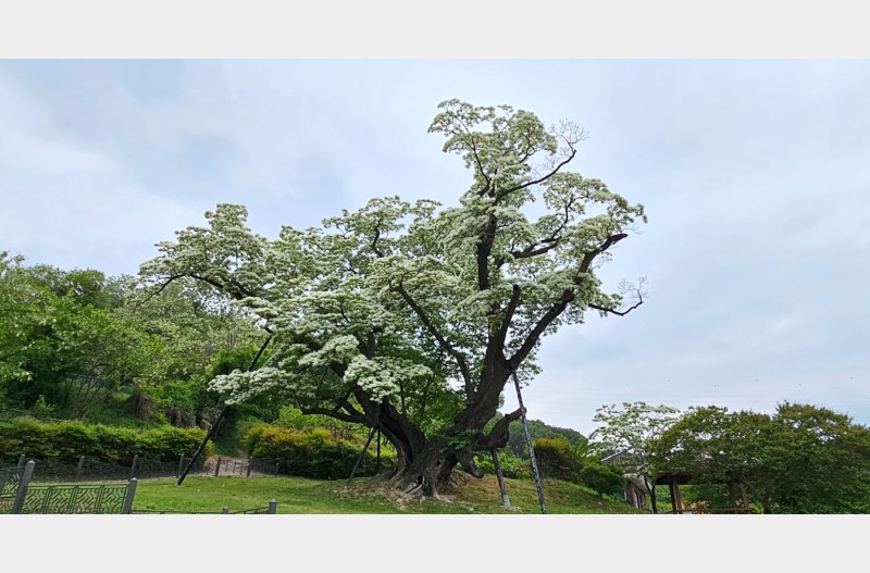 이팝나무