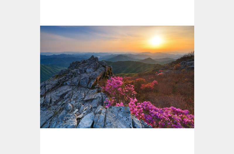 천황산의 봄