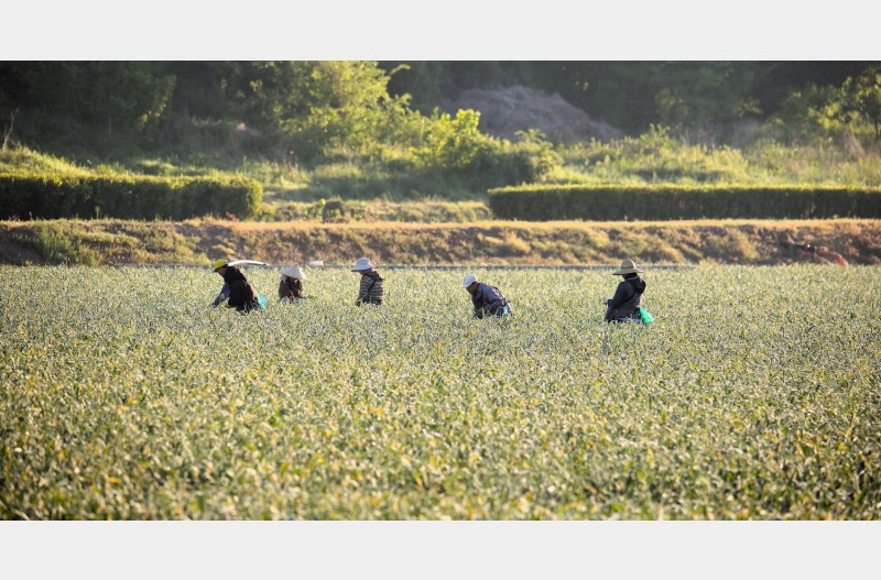농촌의 풍경
