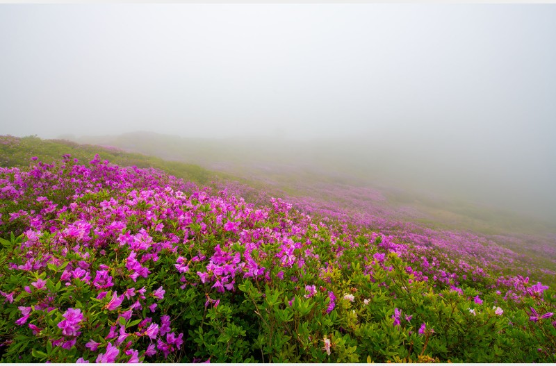산정의 화원