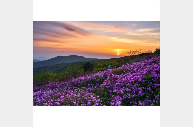 천성산의 봄