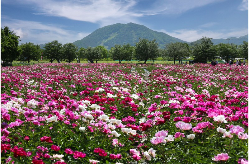 게절의 변화
