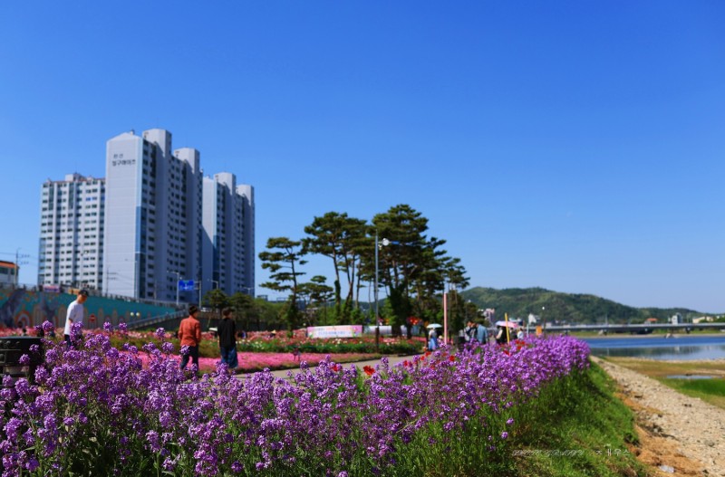 보라색 향기