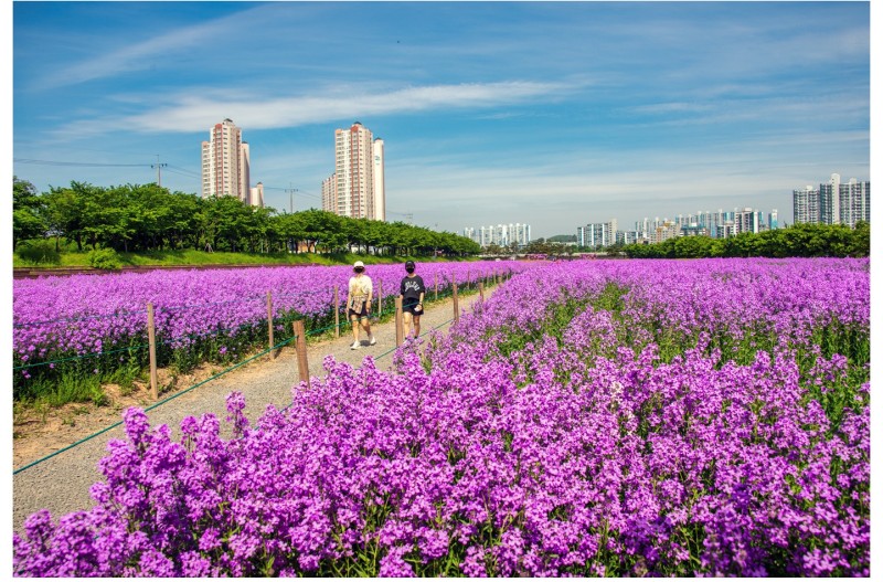 영천 보라유채