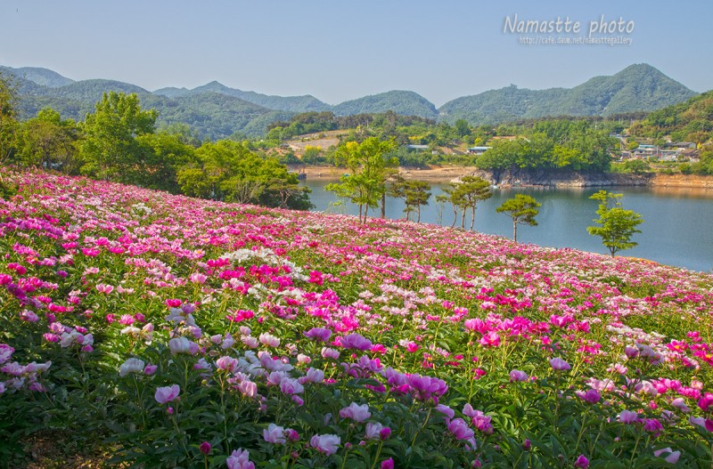 작약꽃밭
