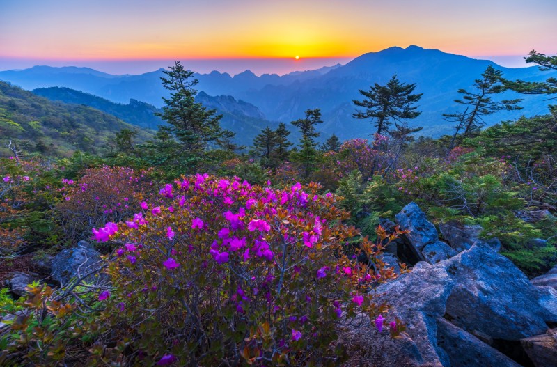 설악산의 봄