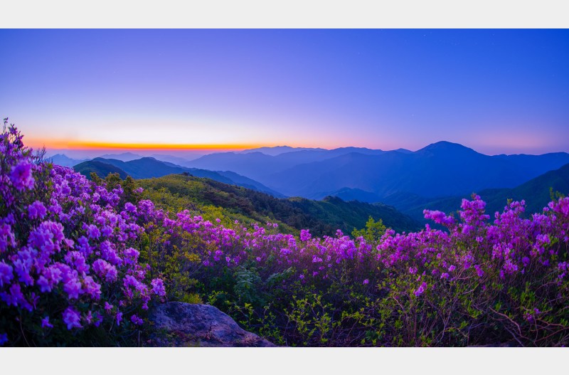 산정의 봄