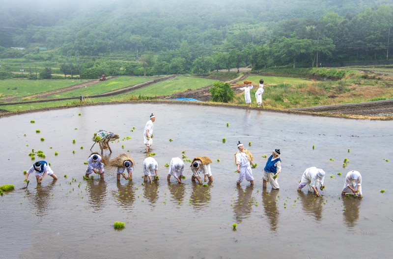 모내기 시연행사