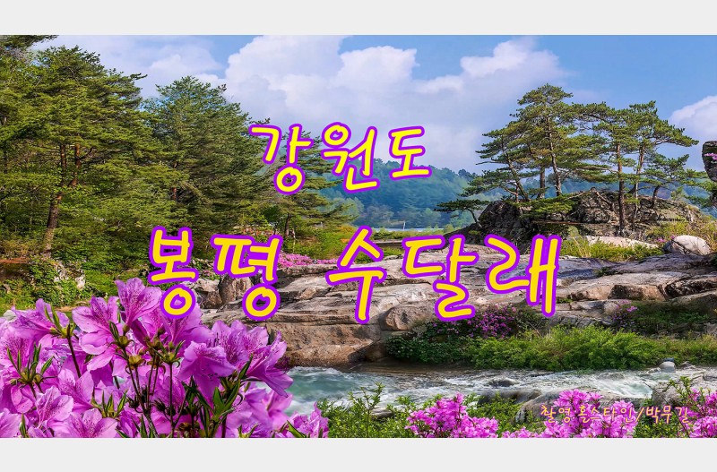 강원도봉평수달래
