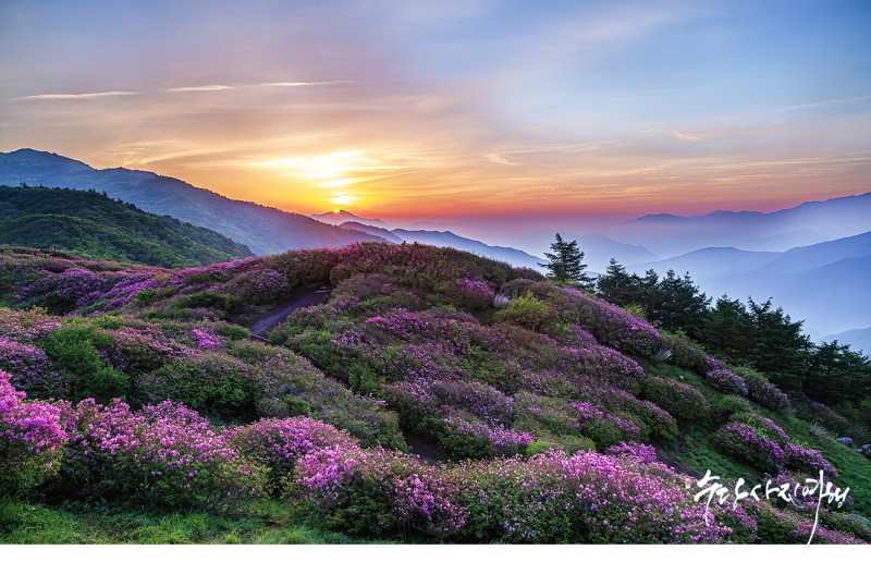 지리산의 봄