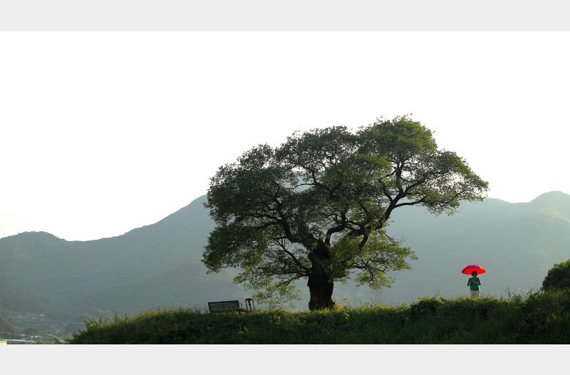 빨간우산의 산책