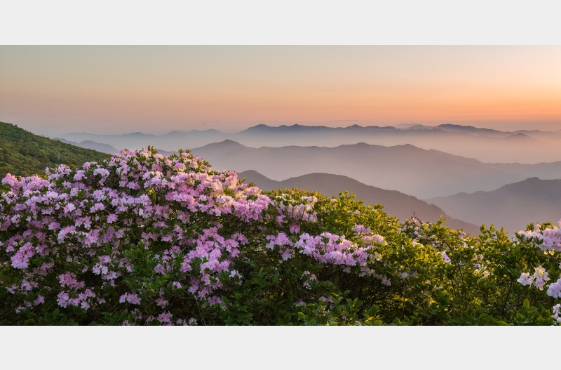 덕유산 철쭉