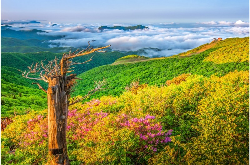 함백산 철쭉