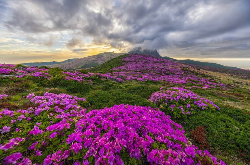 한라산 철쭉동산