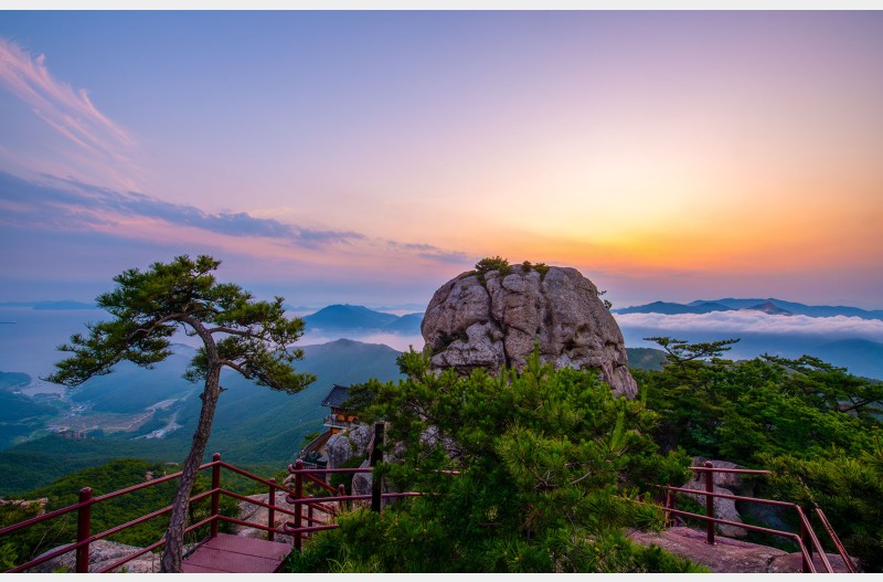 홀로 소나무