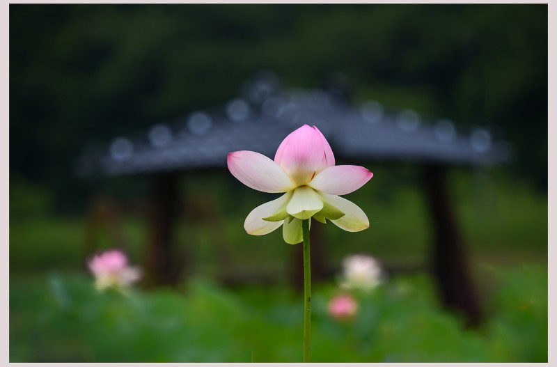거제  연