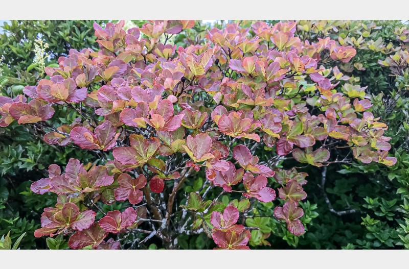 지리산 찻 단풍 소식