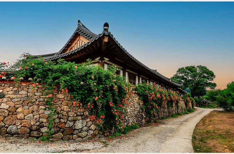 능소화