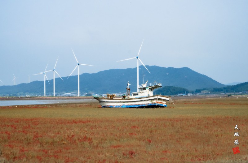 하사리