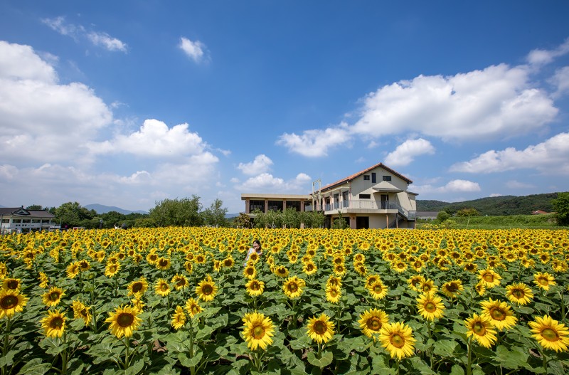 경주 해바라기