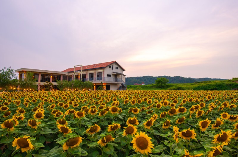 해바라기
