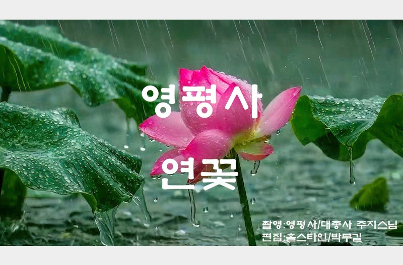 영평사연꽃