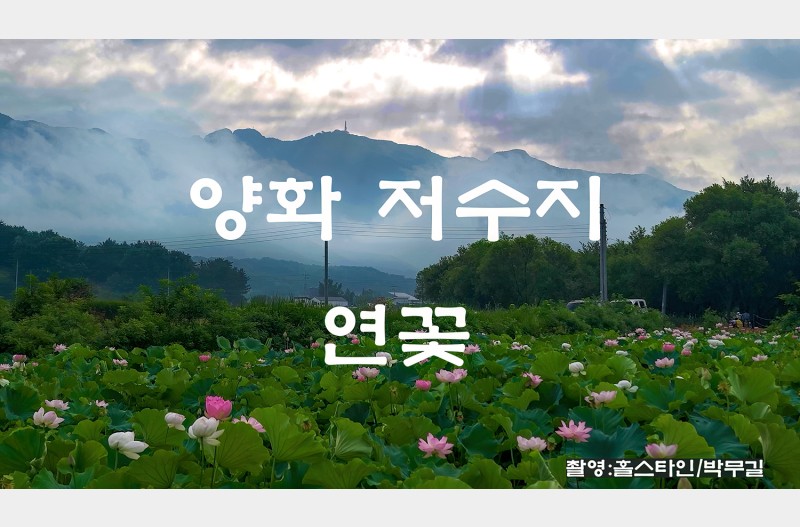 양화저수지연꽃